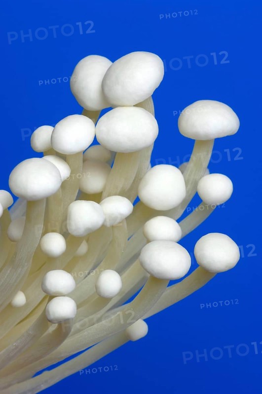 Flammulina, Syn Collybia velutipes