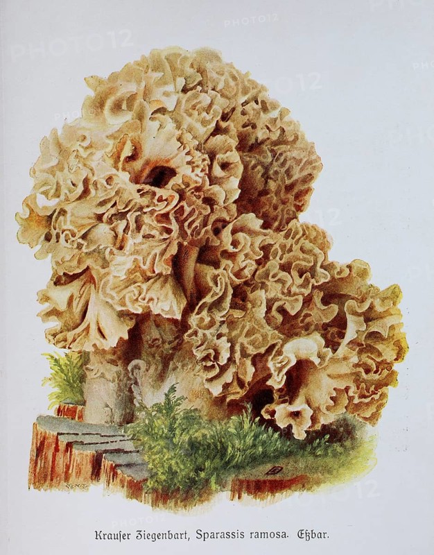 Mushroom, curly goatee