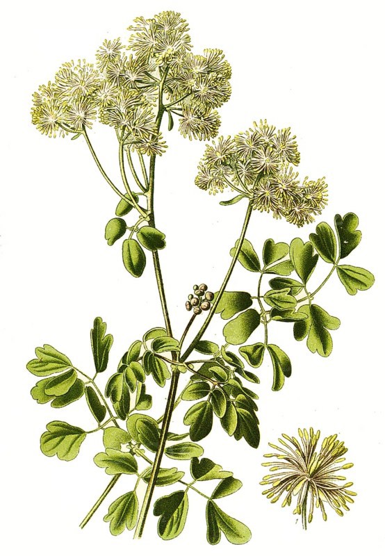 Greater meadow-rue,