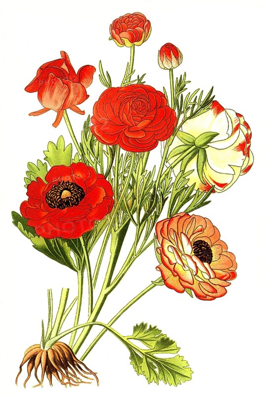 The Persian buttercup,