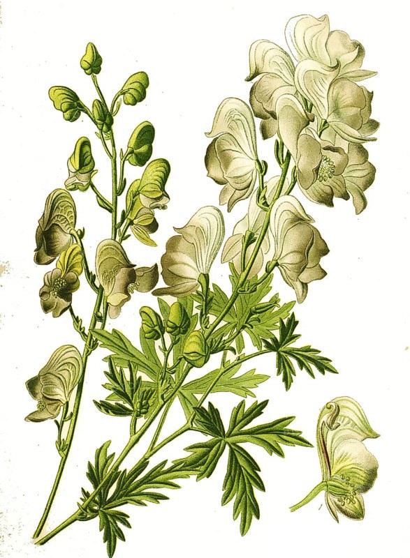 Monkshood, aconite