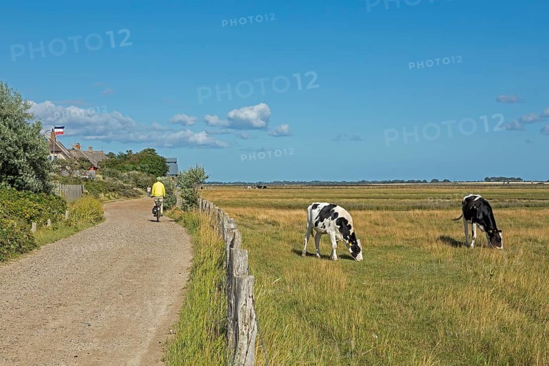 Cows in the pasture, cyclist