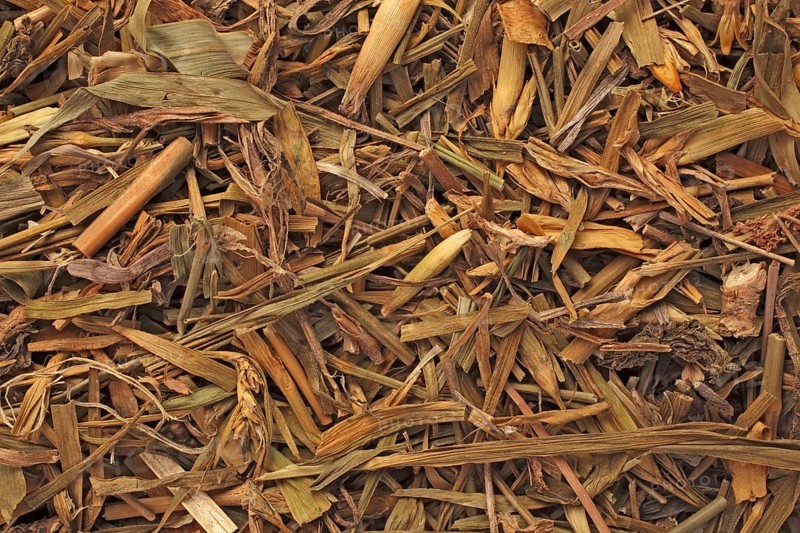 Medicinal plant carnation,