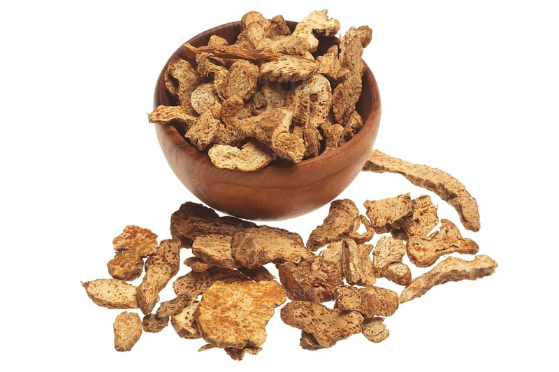 Medicinal plant saliva herb, Atractylodes lancea