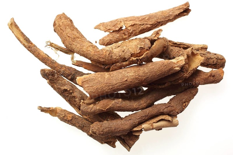 Medicinal plant Taiga root, prickly panax
