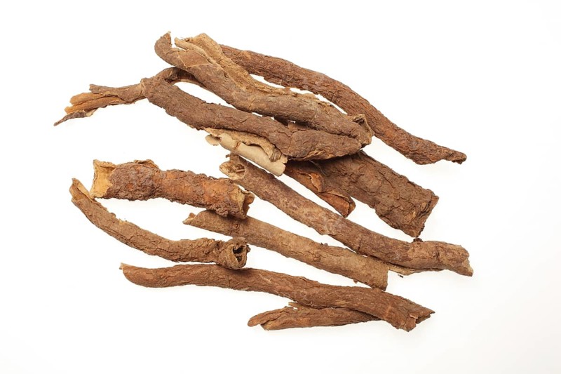 Medicinal plant Taiga root, prickly panax