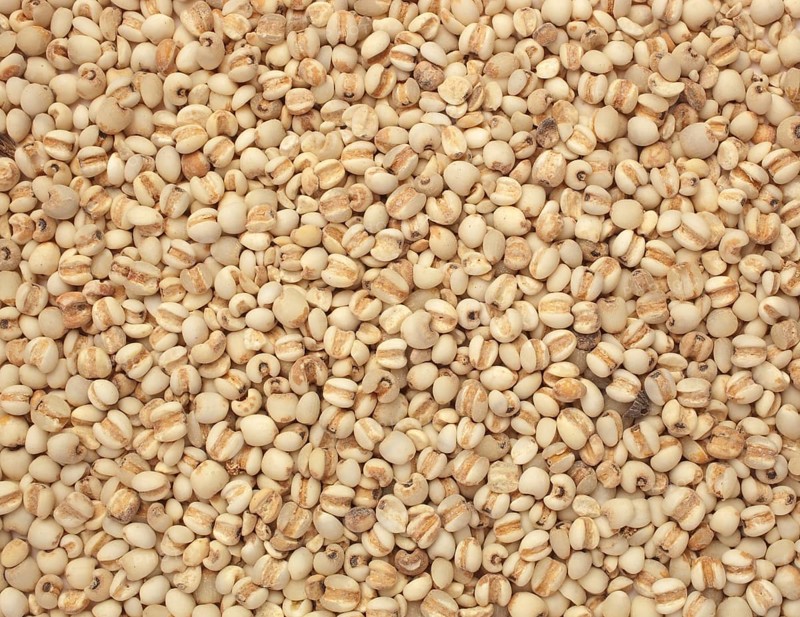Seeds of the medicinal plant Job's tear-grass, Job's tear