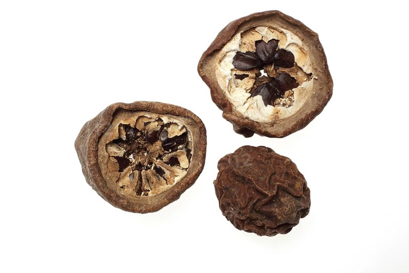 Medicinal plant, dried fruits of finger-leaved akebia