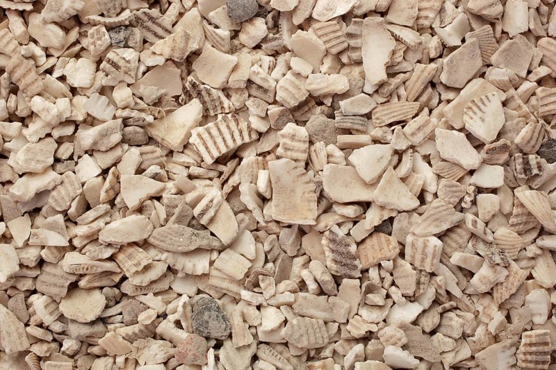 Naturopathy, Red-fleshed Ark Mussel Shells