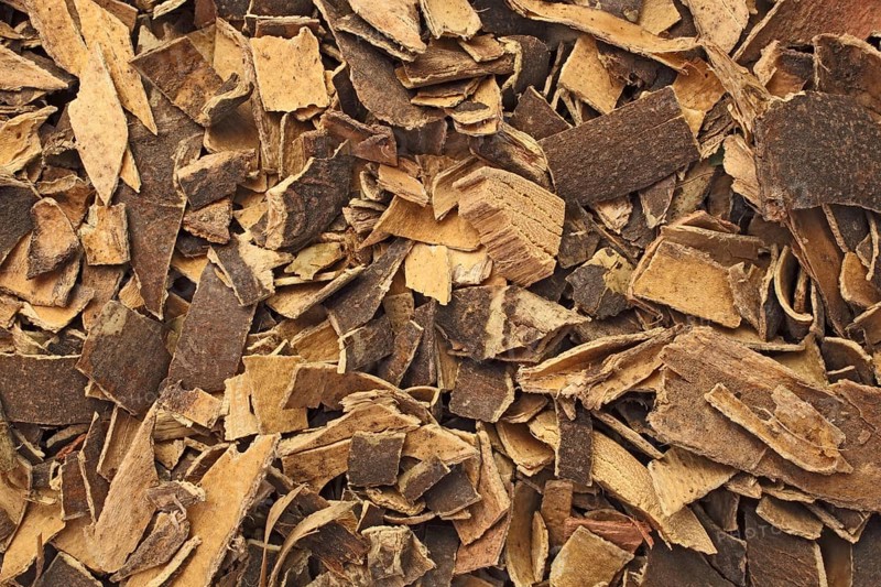 Medicinal plant european ash,