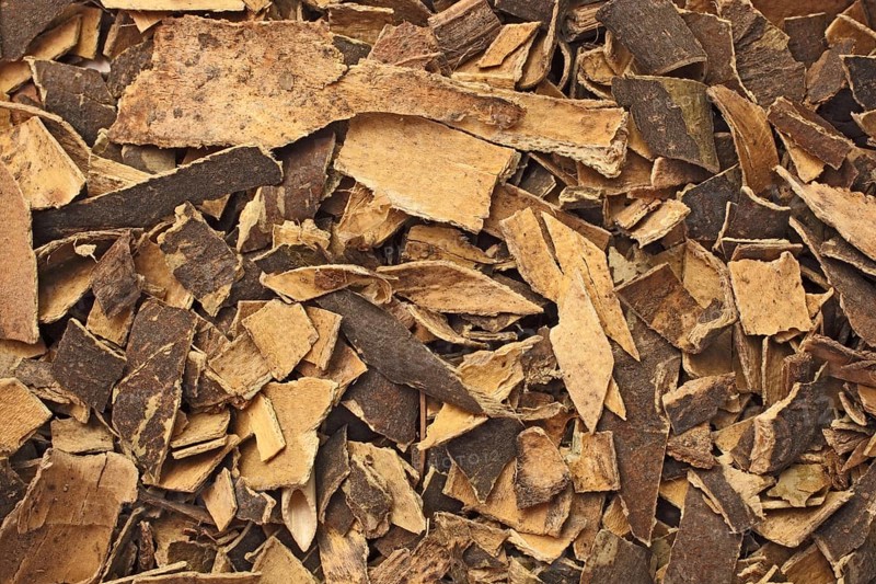 Medicinal plant european ash,