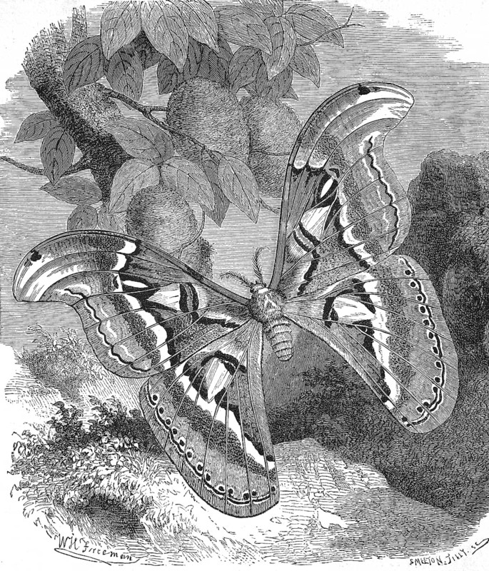 Atlas moth,