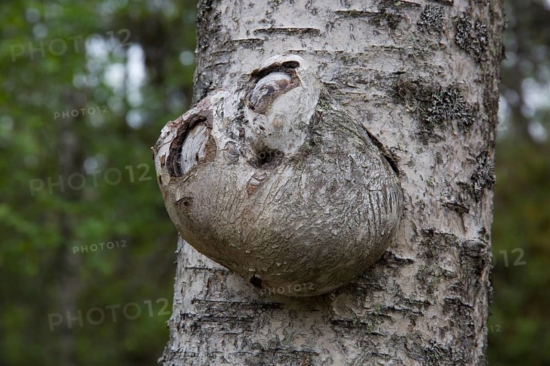 Tree canker on birch, Lemmenjoki National Park