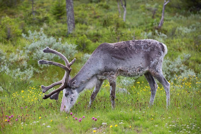 Reindeer,