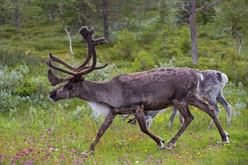 Reindeer,