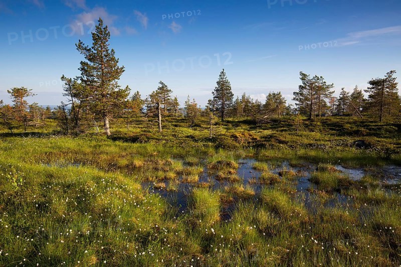 Slope bog on Riisitunturi, Riisitunturi National Park