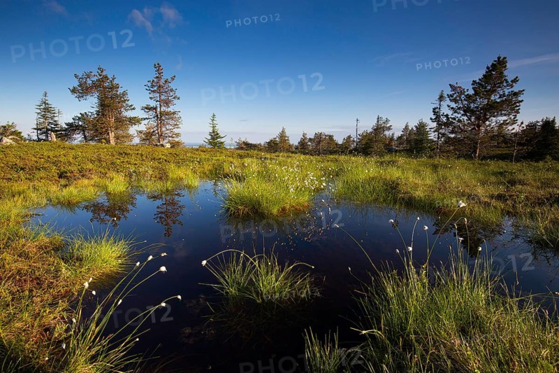 Slope bog on Riisitunturi, Riisitunturi National Park