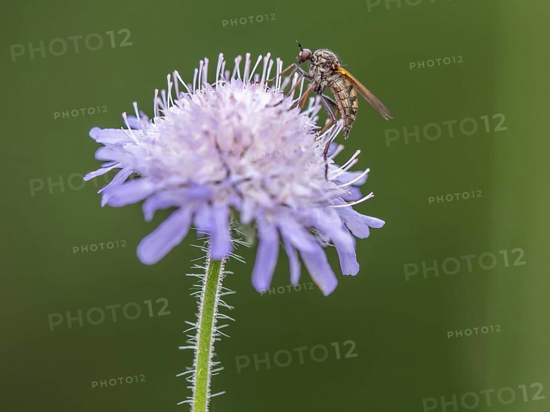 Fly collecting nectar on field widow's-flower, also field scabious