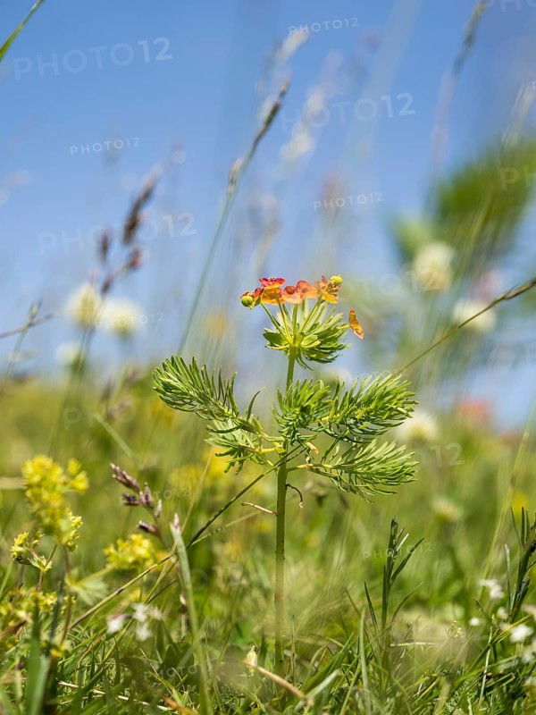 Cypress spurge,