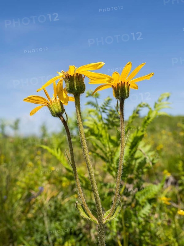 Arnica,