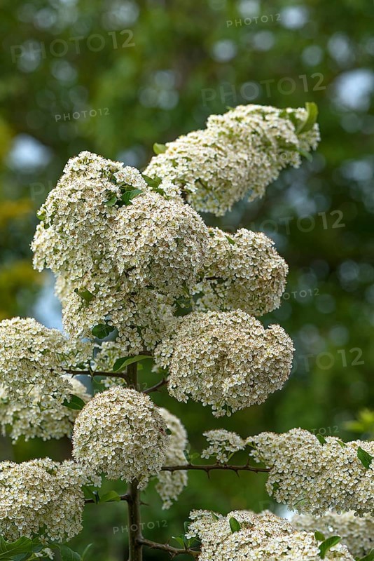 Blossoms of a daisy,