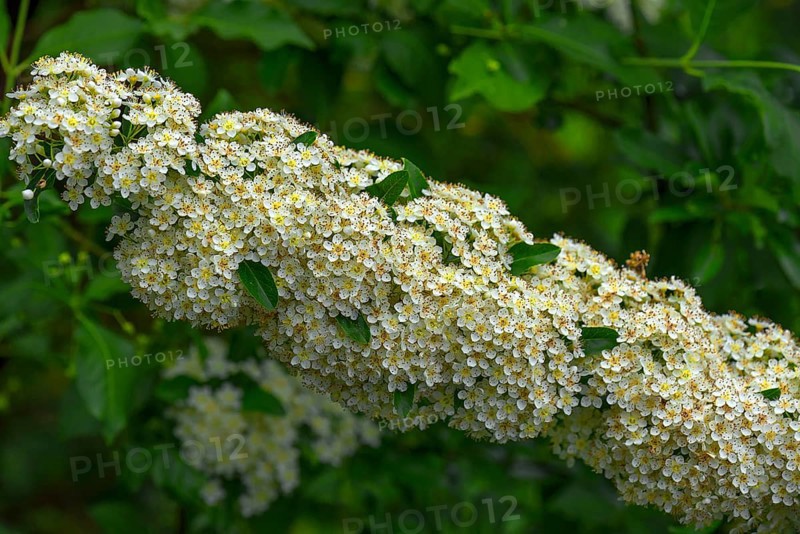 Blossoms of a daisy,