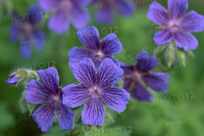 Large-flowered meadow cranesbill,