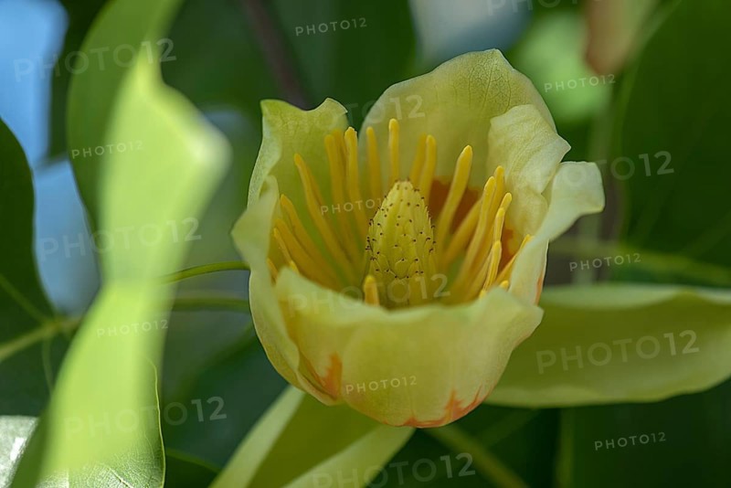 Flower of the tulip tree,