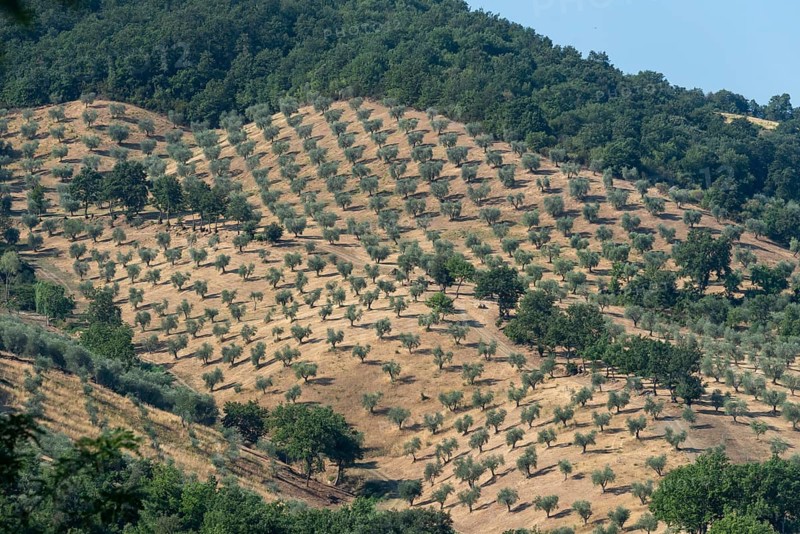 Olive grove, dry arable land