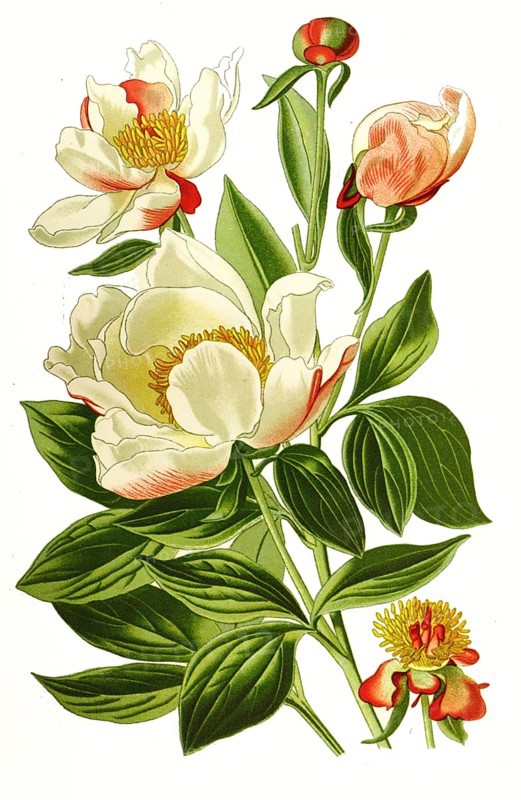 Milk White Peony or Chinese Peony, digital