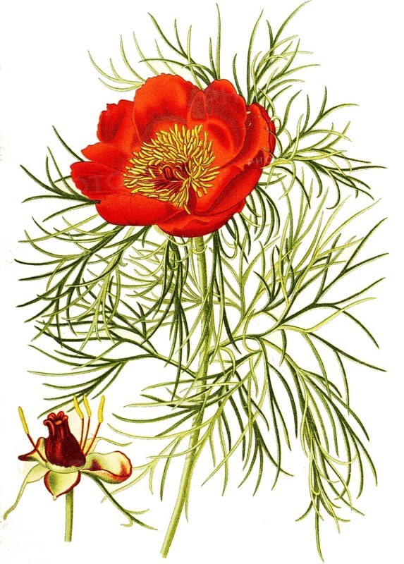 Common peony, also real peony