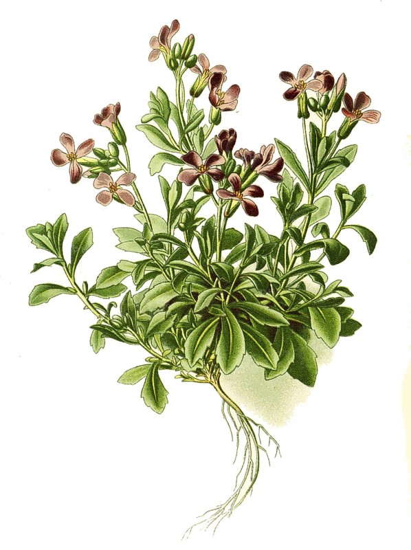 Aubrietia deltoidea, Greek blue cushion