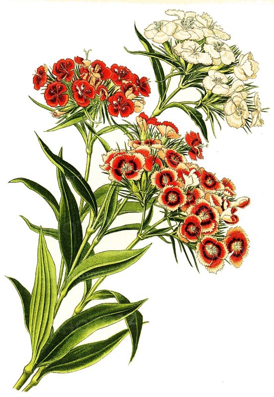 Sweet william,