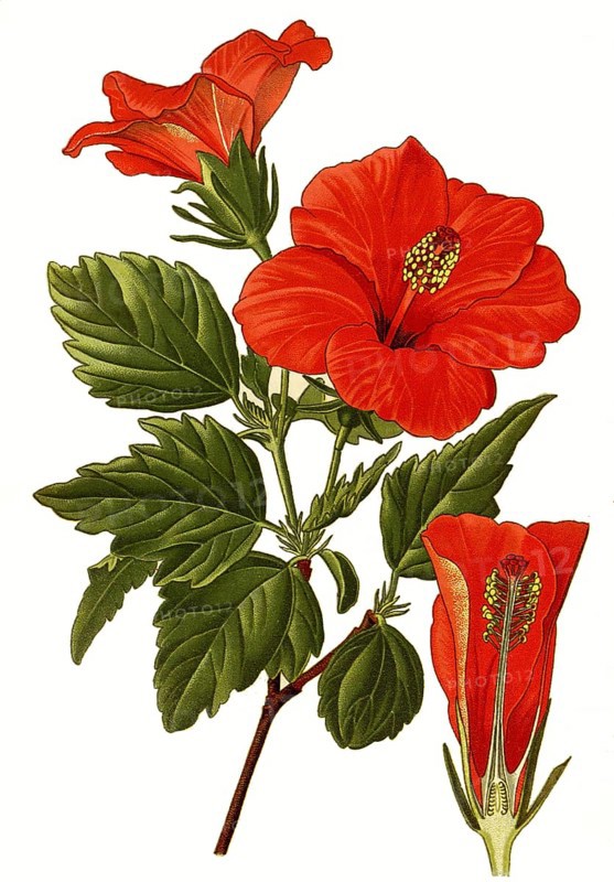 Chinese hibiscus,