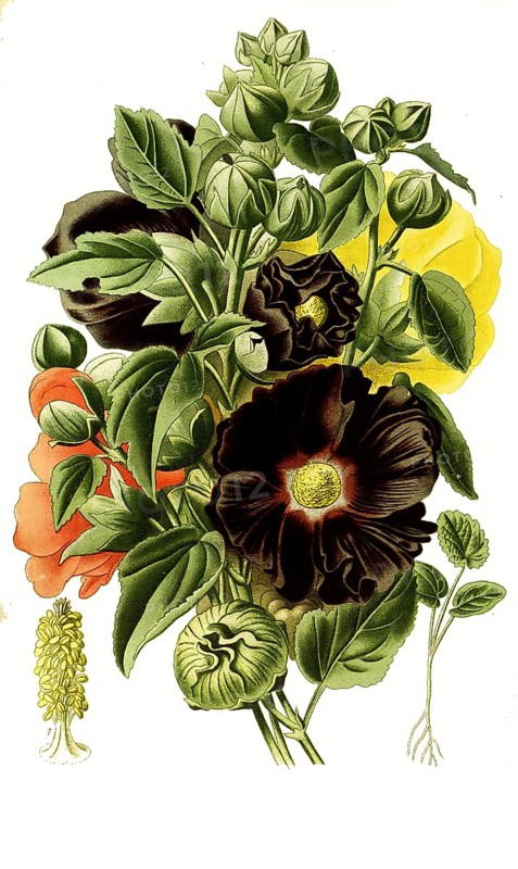 Althea rosea, Hollyhock