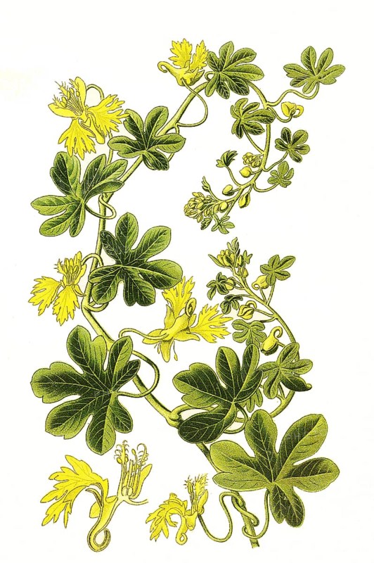 Nasturtium,