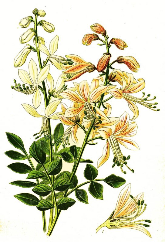 Diptam, dittany