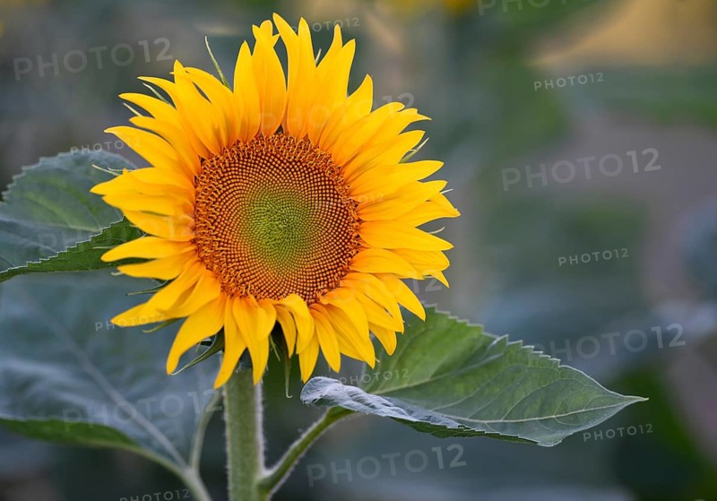Single flower of a sunflower,