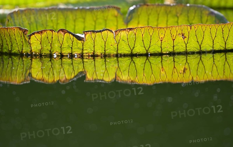 Leaves of giant waterlilies,
