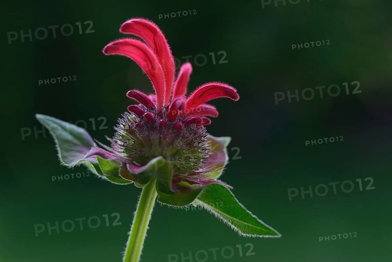 Flower of a golden balm, bee balm hybrid