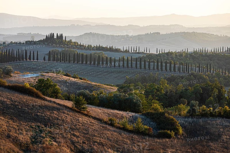 Cypress avenue, in hilly landscape