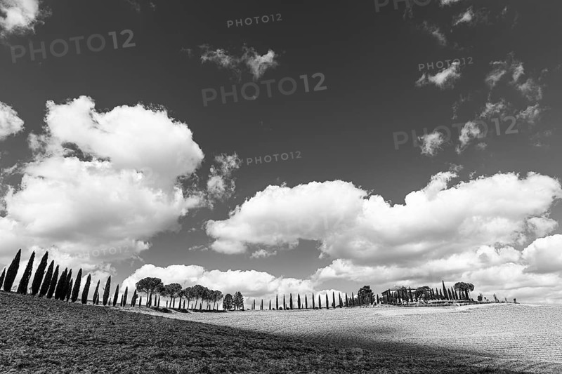 Country house on a hill with cypress avenue, black and white photograph