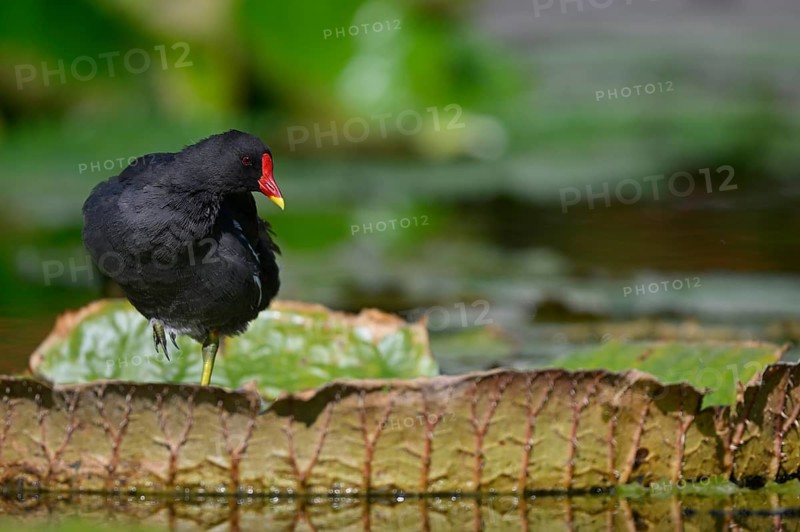 Common moorhen,