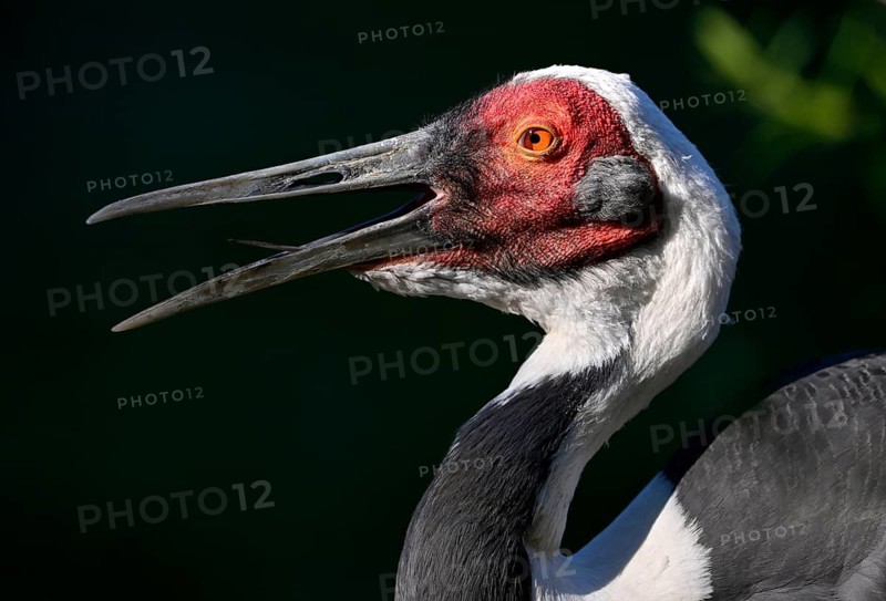 White-naped crane,