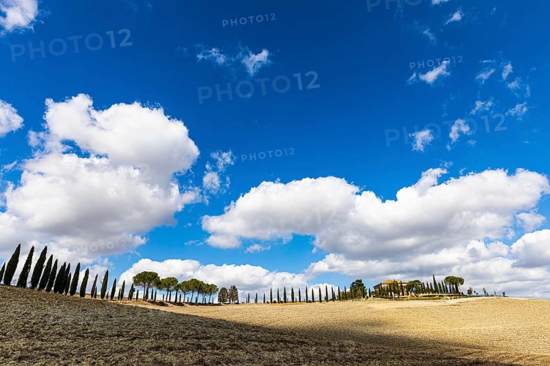 Cypresses,