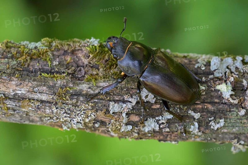 Stag beetle,