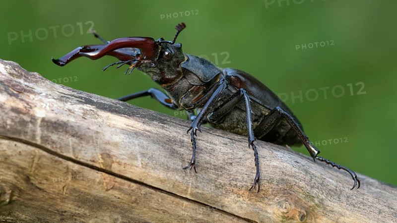 Stag beetle,