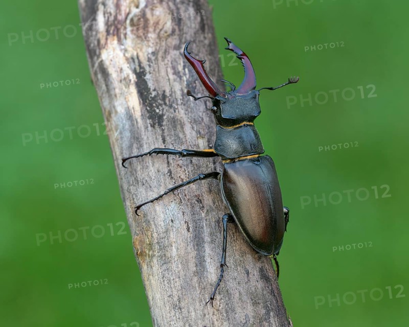 Stag beetle,