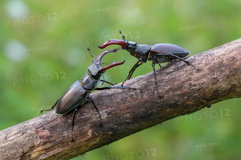 Stag beetle,