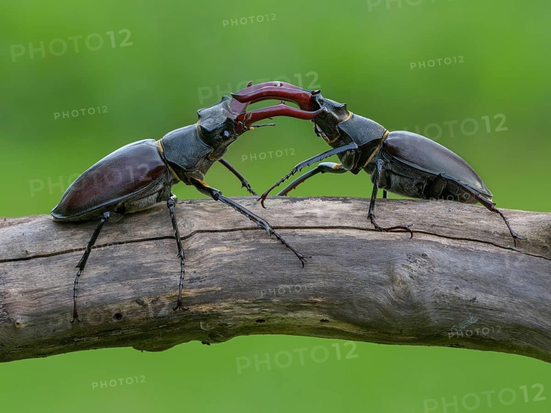 Stag beetle,